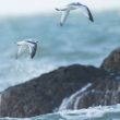 Mouettes pygmée et tridactyle